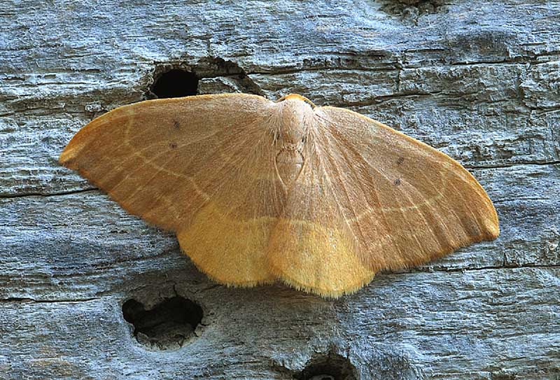 Drepanidae - Watsonalla uncinula e binaria